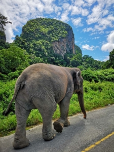 Thailande 17-10-18 (18)